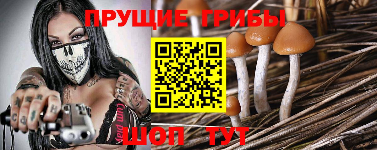 купить  сайты  Вход с VPN  Жуковский  Псилоцибиновые грибы прущие грибы 